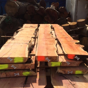 322-334-300x300 English character yew 